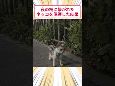 夜の柵に繋がれたネッコを保護した結果 #2ch動物スレ #猫動画 #猫のいる暮らし
