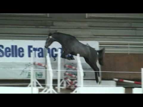 ♥ Son Altesse- jumping horse  by Canaletto