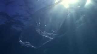 Our seas. Our future