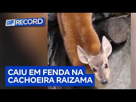 Bombeiros resgatam veado-campeiro preso em fenda de cachoeira em Alto Paraíso (GO) | DF Record