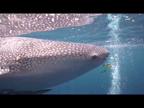 Whale sharks Cenderawasih Bay AHE Dive Resort, AHE Dive Resort Papua,Indonesien