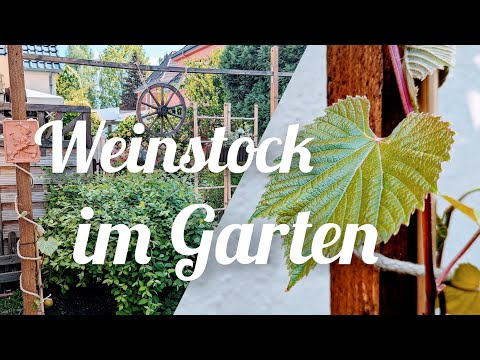 , title : 'Weinstock im Garten, Weinrebe ohne Trauben'