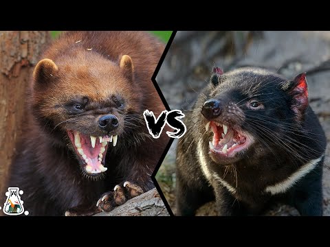 WOLVERINE VS TASMANIAN DEVIL - Who Would Win?