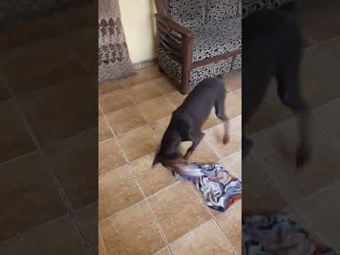 doberman puppy playing with pussy cat