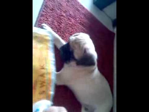 Yashvir wants to brush......