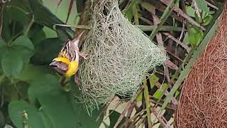 preview picture of video 'Slow Motion Video Of Weaver Bird's Nest Making - Using Coolpix P520'