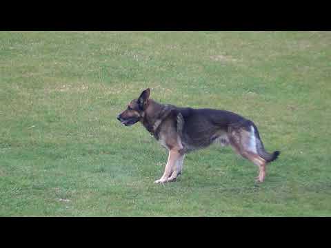 WUSV ESP 5 - ALBERTO MARTÍNEZ GONZÁLEZ BLIXTRASPORT'S ASTOR B 90