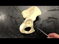 Pelvic Bones Lateral View