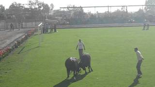 preview picture of video 'Peleas de toros en la Joya Yauricocha(ganador) vs sisoco'