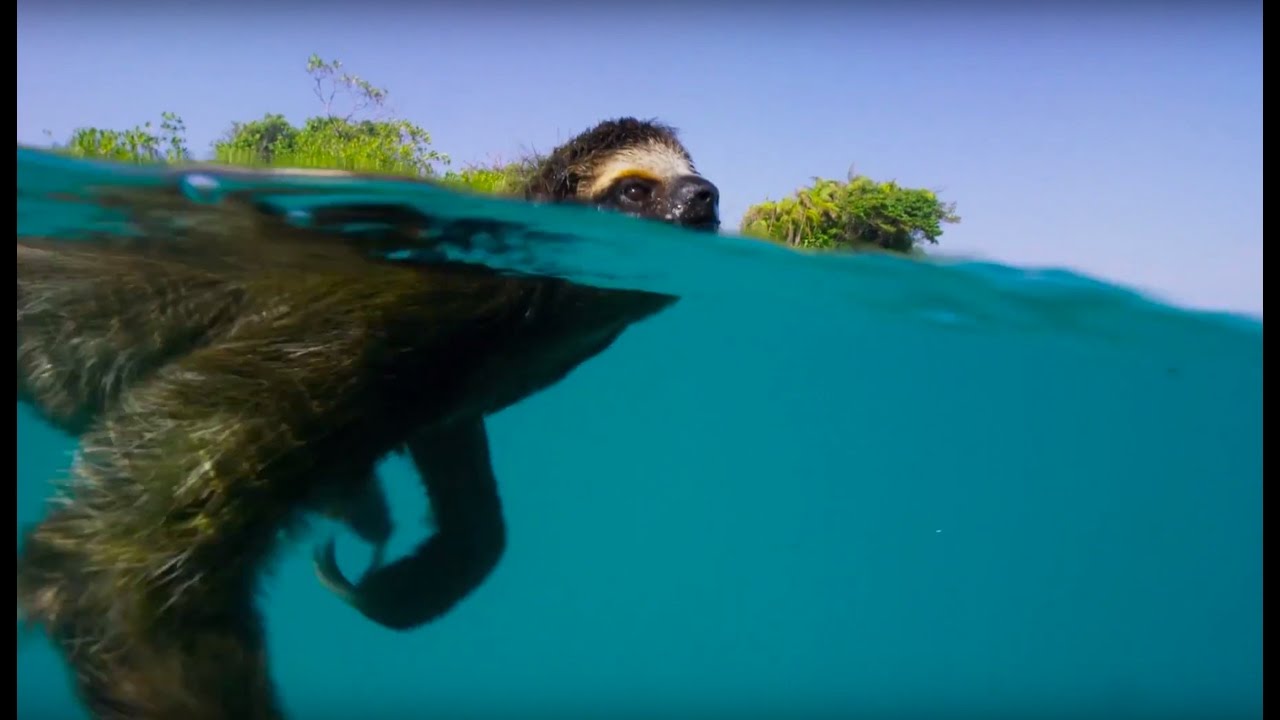 Swimming Sloth Searches For Mate | Planet Earth II | BBC Earth thumnail