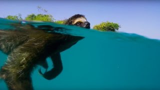Swimming Sloth Searches For Mate - Planet Earth II