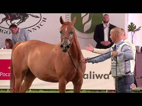 N100 PREGOLA - 2020 PRIDE OF POLAND - 42nd Arabian Horse National Show - 4-6 Years Old Mares (Cl...
