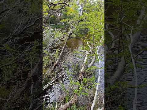 ¿Da miedo salir al #bosque? En #primavera te sorprenden sus #colores #sinfiltro #short 2023 MORRUDO