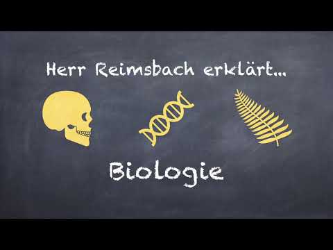 Homologie und Analogie