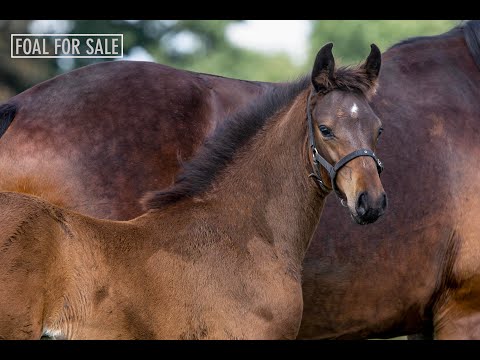 SOLD: Colt 2020  - Diarado x Contender x Larome