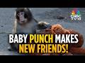 VIRAL Baby Monkey Punch Has Made New Friends At Japan S Ichikawa Zoo Punch Monkey N18G