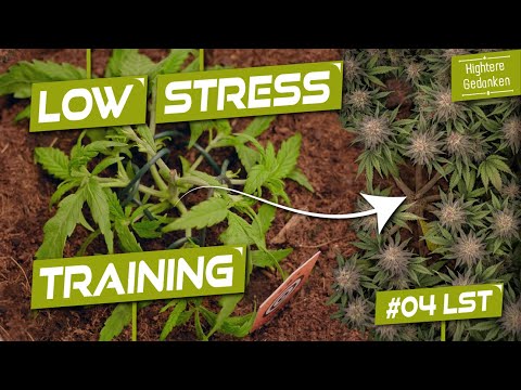 Low Stress Training LST for more yield - (Instructions) Grow Series Episode 04