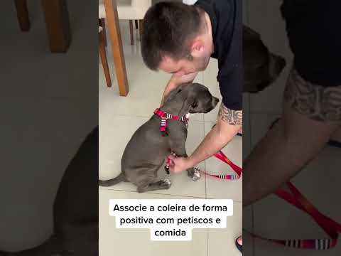 3 tips for teaching your puppy to walk #shorts