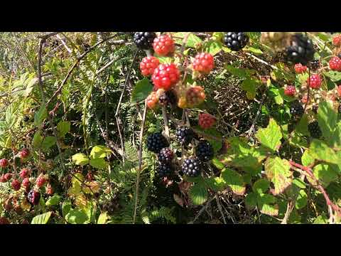 Blackberries . Foraging for Blackberries in Scotland