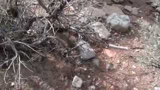 preview picture of video 'Rattle Snake at Spring Creek ,Utah'