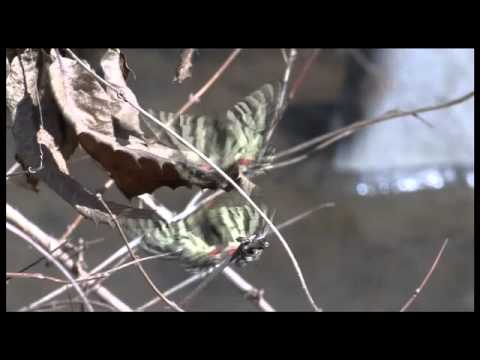 ヒメギフチョウの交尾