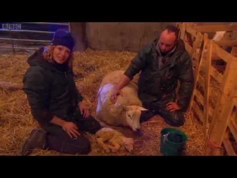 Lambing Live 2011 - Episode 1