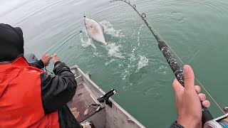 Checked By An AK State Trooper! Followed up by a New PB Buzzer Beater Halibut! - Day 4 in AK