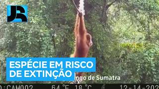 Miniatura do vídeo