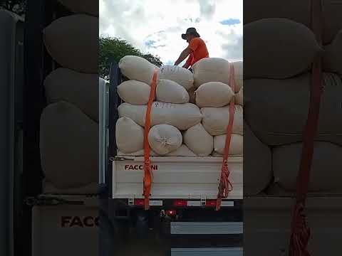 Algodão Agroecológico no município de Florânia no estado do Rio Grande do Norte
