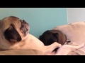 Pugs Show Each Other Love