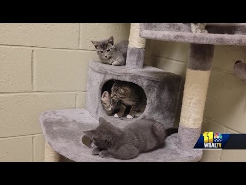 Why you need to adopt 2 when you get kittens