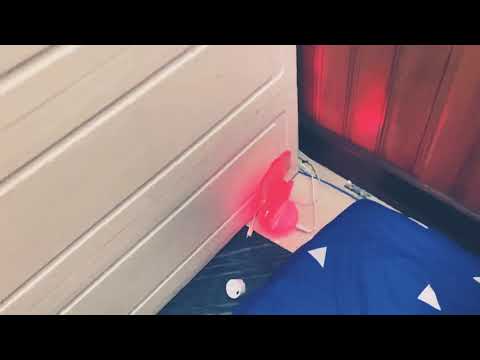 Mua hàng trên mạng và cái kết #Đèn led nháy hình cún #150 ngàn #điều khiển từ xa