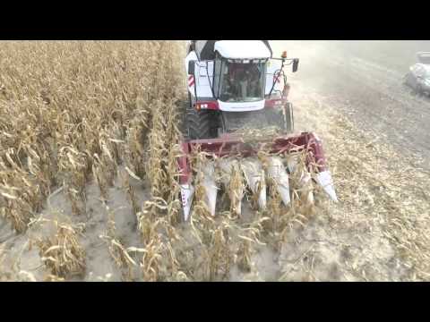 Kombajn Rostselmash Vector 420 w kukurydzy !