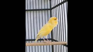 Download lagu pancingan kenari macet bunyi mp3