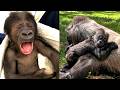 The Gorilla Who Found A Mother S Love And A Bigger Family