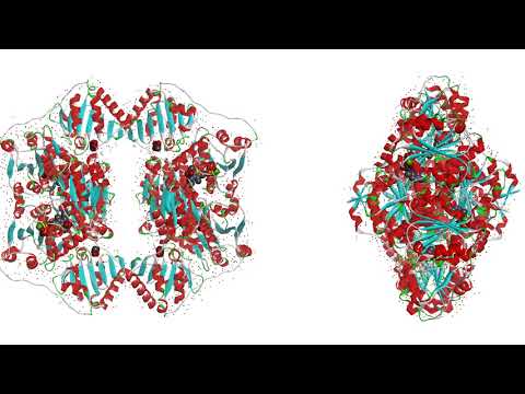 Pyruvatdecarboxylase