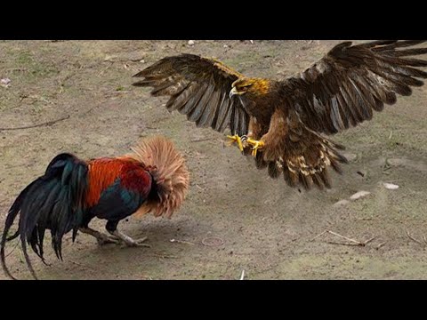 When The Rooster Meets The Eagle - Chicken Decided To Fight With The Eagle To Protect The Cubs