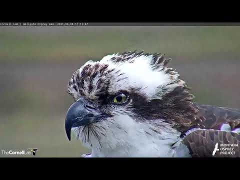 Up Close With Iris The Osprey – April 8, 2021