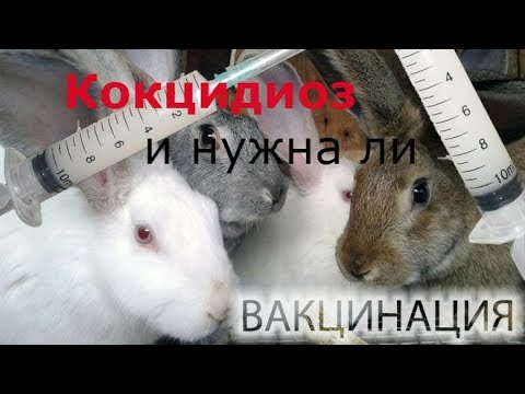 Очень эффективное средство от кокцидиоза,но....