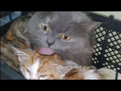 Mother Cat Lost Her Kittens And Embracing Abandoned Kittens