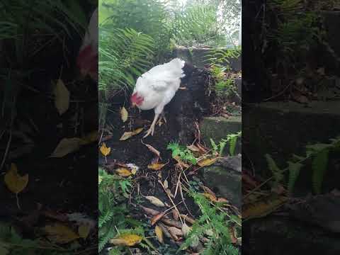 冬に鶏に卵を産ませるためのヒント