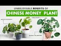 Chinese Money Plant BENEFITS How To Care For Pilea Plant Pilea Plant Care Pilea Peperomiodes
