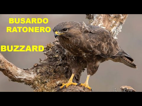 BUSARDO RATONERO | BUZZARD | Buteo buteo