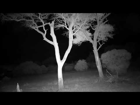 Djuma: Two Impala lambs by themself on Open Area - 02:53 - 12/19/2022