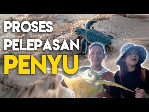 seru-banget-melihat-langsung-proses-pelepasan-penyu-meidiary