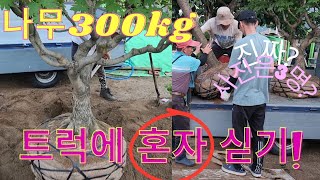조경수 중장비없이 트럭에 나무 싣는 방법
