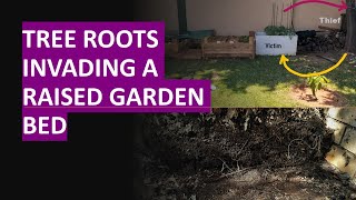 Tree roots invading garden bed - how to stop them