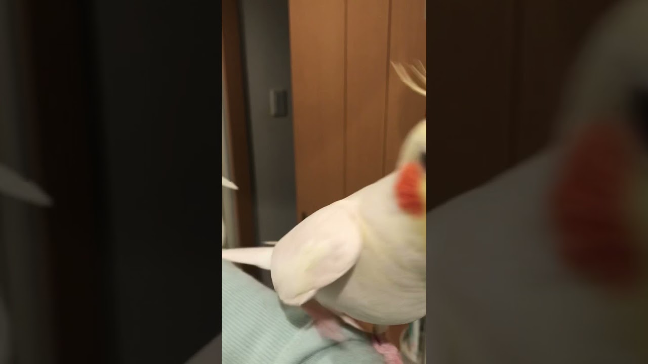 ほら、みんなでてをたたこう！