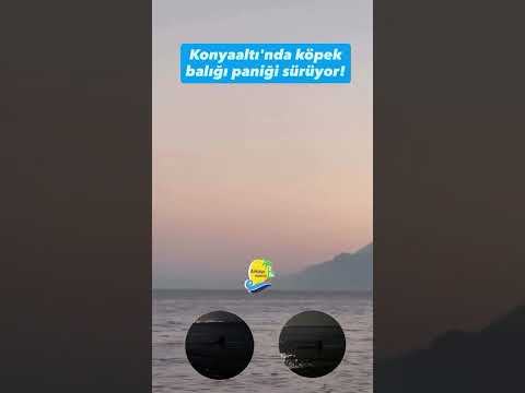 Antalya'da köpek balığı paniği sürüyor!