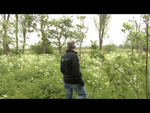 Rijnmond Nieuws 10 mei 2012